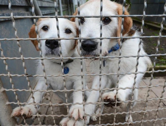 Tierheim kündigt an: „Vollzeitberufstätige bekommen von uns keine Hunde mehr“